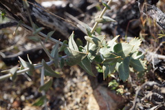 Streptanthus brachiatus