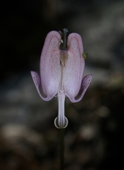 Dicentra pauciflora