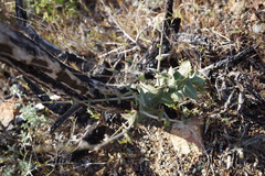 Streptanthus brachiatus