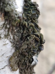 Melanohalea septentrionalis