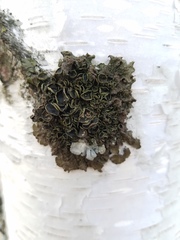 Melanohalea septentrionalis