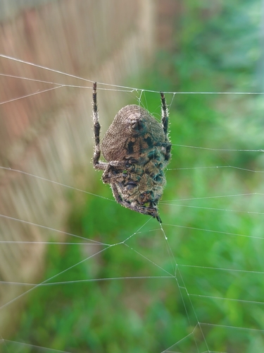 Araneus ventricosus