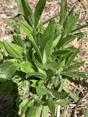 Centaurea montana