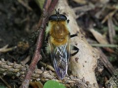 Criorhina floccosa