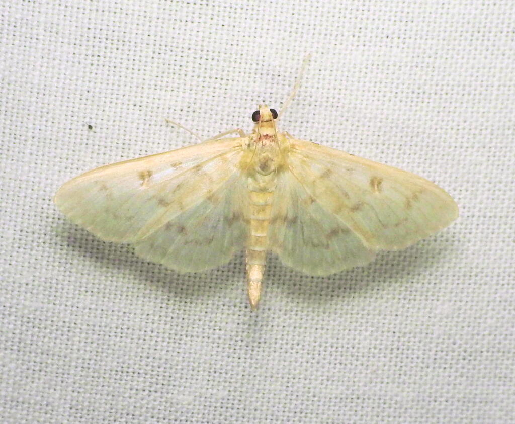 Herpetogramma fraxinalis