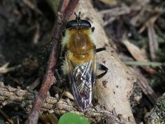 Criorhina floccosa
