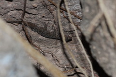 Phyllodactylus tuberculosus