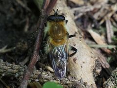 Criorhina floccosa