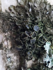 Melanohalea septentrionalis