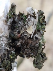 Melanohalea septentrionalis