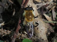 Criorhina floccosa