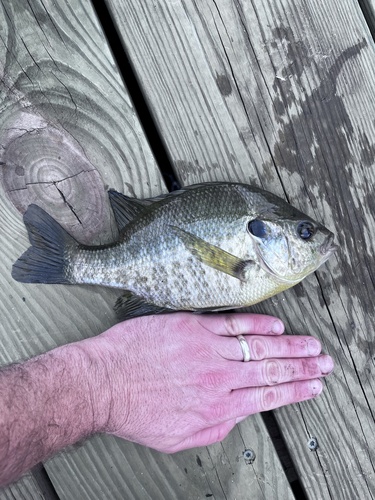 Redear Sunfish