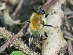 Criorhina floccosa