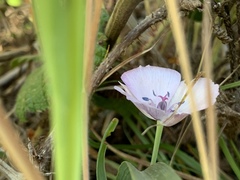 Calochortus umbellatus