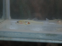 Gobiopterus macrolepis