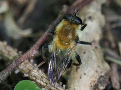 Criorhina floccosa