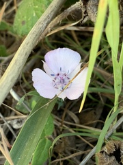Calochortus umbellatus