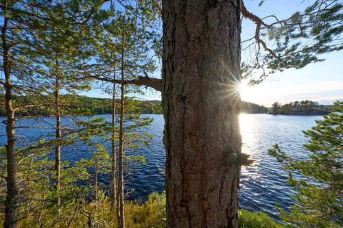 Scots pine
