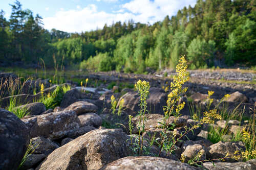 European goldenrod