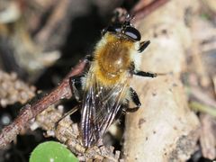 Criorhina floccosa