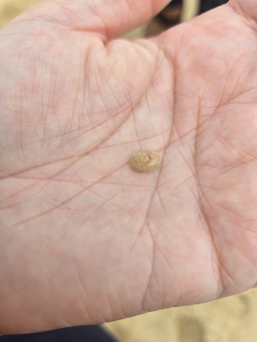 Antisabia imbricata observed 2026-08-16