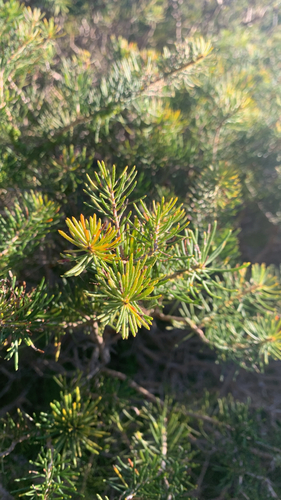 Melaleuca quadrifida, photograph 2