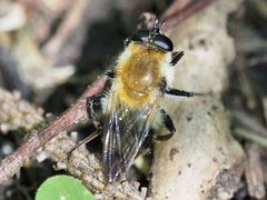 Criorhina floccosa
