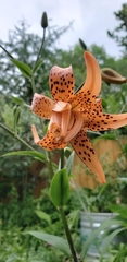 Lilium lancifolium