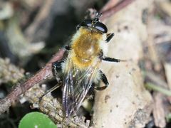 Criorhina floccosa