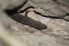 Phyllodactylus tuberculosus