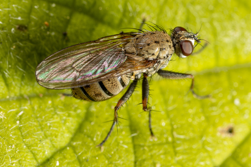 Common Tiger Fly