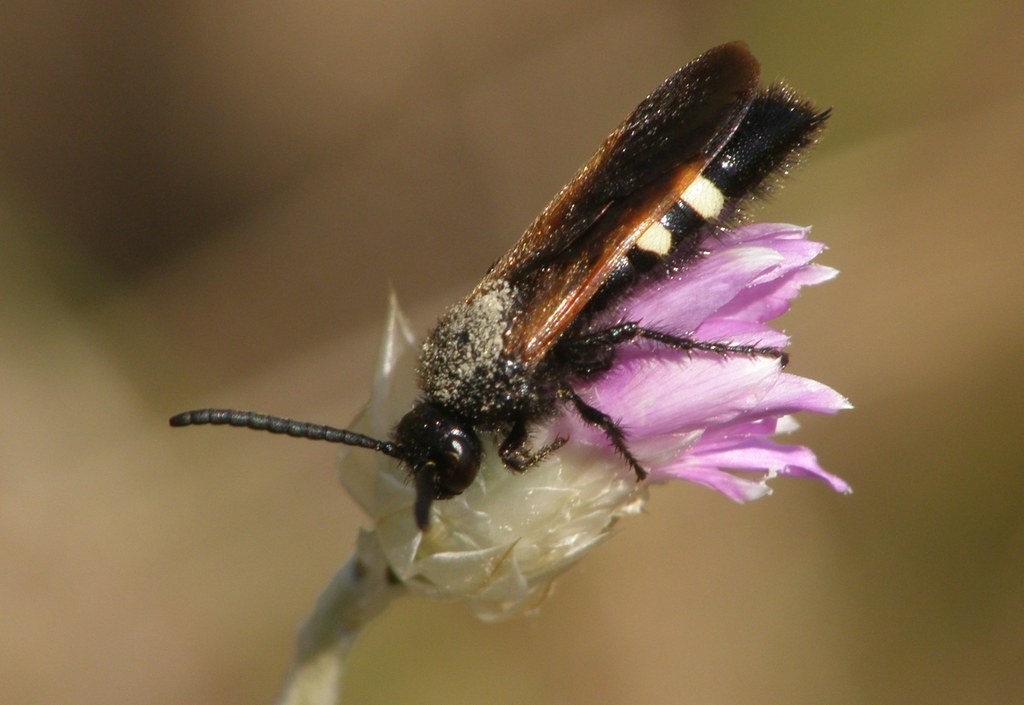 Vespa sexmaculata