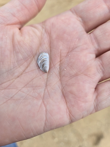 Brachidontes crebristriatus observed 2026-08-16
