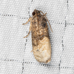 Ecdytolopha mana