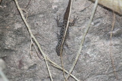 Phyllodactylus tuberculosus