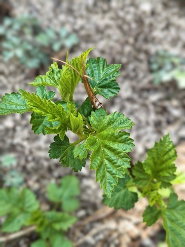 Rubus crataegifolius, photograph 3