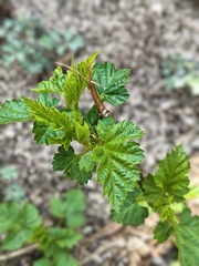 Rubus crataegifolius, photograph (c) 振远 王, some rights reserved (CC BY)