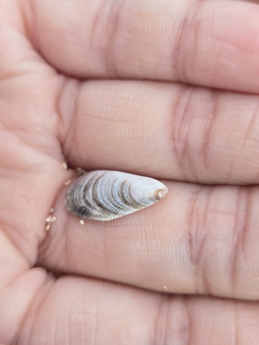 Brachidontes crebristriatus observed 2026-08-16
