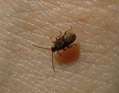 Ptinomorphus imperialis