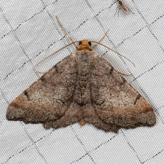 Macaria distribuaria