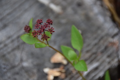 Thaspium trifoliatum trifoliatum
