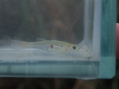 Gobiopterus macrolepis