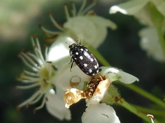 Paranovelsis punctatus