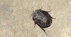 Polyphaga aegyptiaca