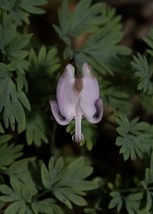 Dicentra pauciflora