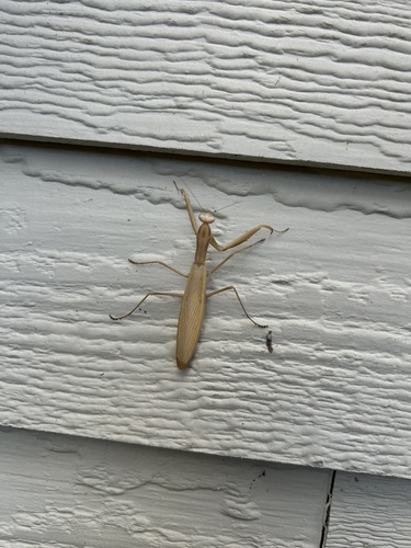 European Mantis