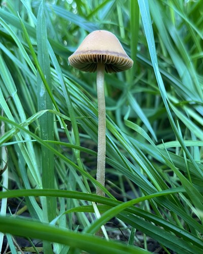 Mower's Mushroom