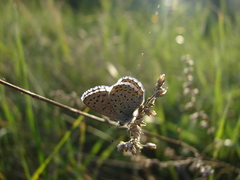Pseudophilotes vicrama