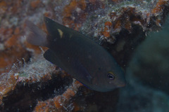 Pomacentrus burroughi