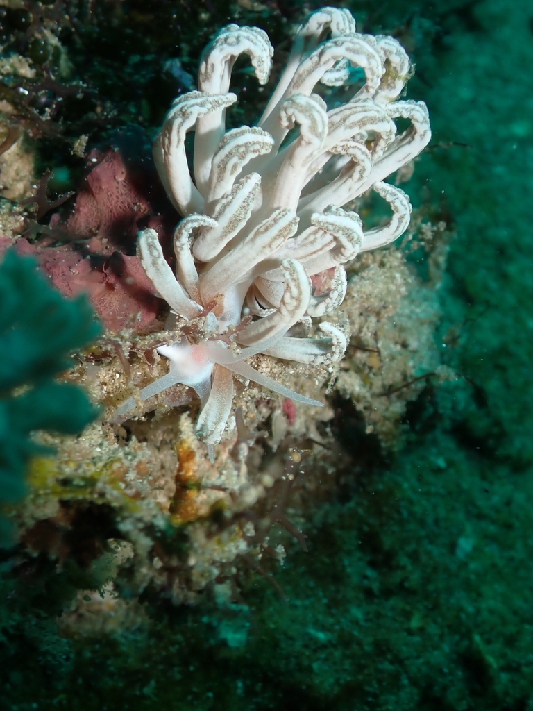 Phyllodesmium jakobsenae